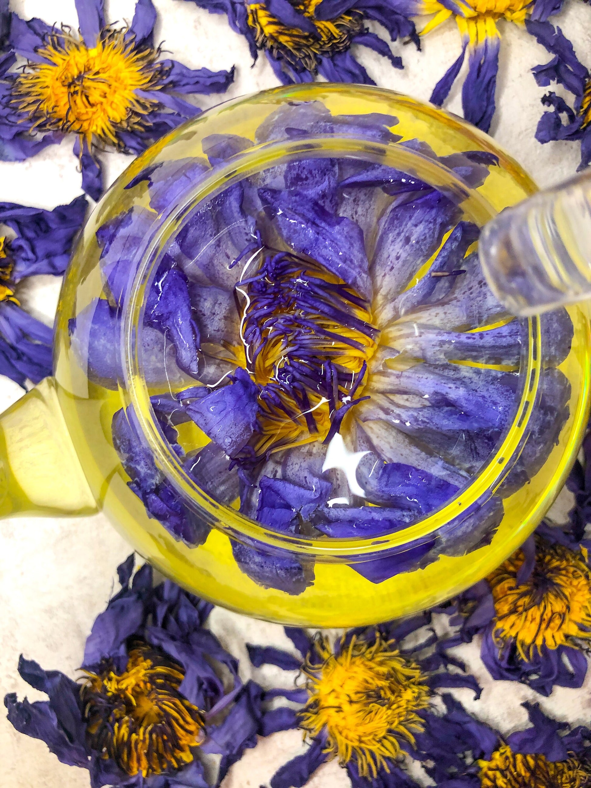 Blauer Lotus für Tee NEU!!! - Lotus Blumentee (Nymphaea caerulea) -  Handgepflückter Lotus - frische Ernte 2023 - chinesischer Teetradition